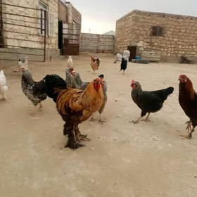 towuk tawuk horoz