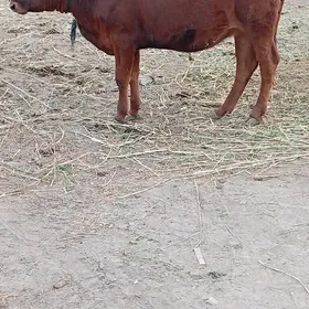 gulajyn gōle