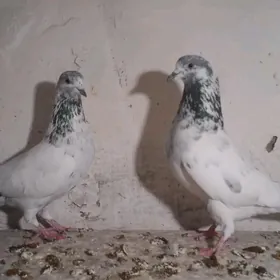 Satlyk kepderi