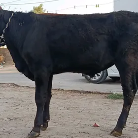 Öküz