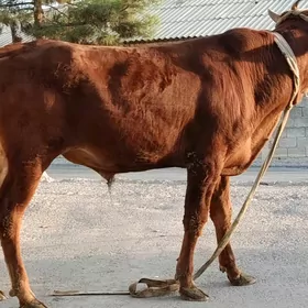 Öküz