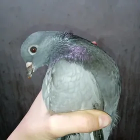 голуби