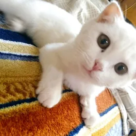 шотландские кошечки