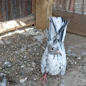Kepderi