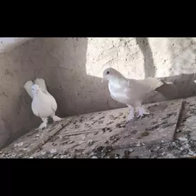kepderi
