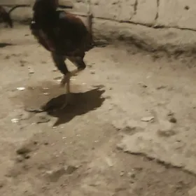HORAZ