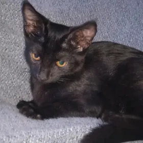 Pishik/Котенок