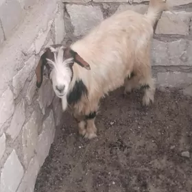 semiz geçi