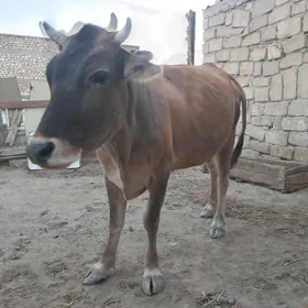 Sygyr