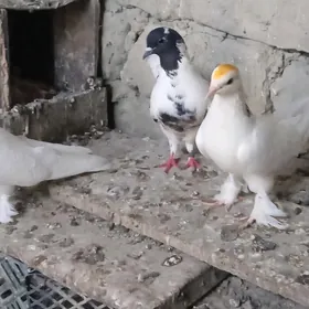 kepderi