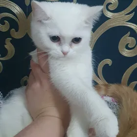 Шотландские скоттиш-страйт
