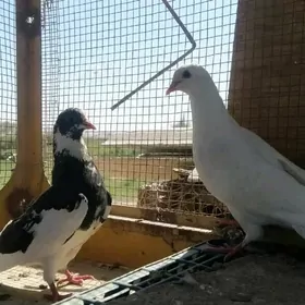 kepderi