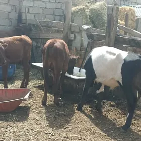öküzçe tüwe öküz göle