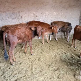 gulajynlar