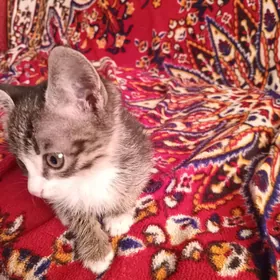 pişik