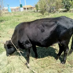 okuzler