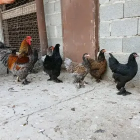 Brama bulu