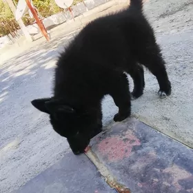 Avçarka
