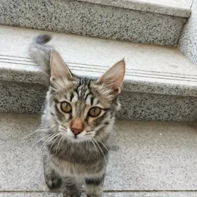 Котенок в добрые руки