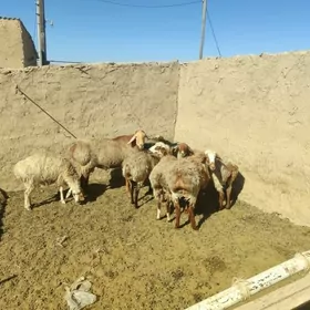 Goýun geçi