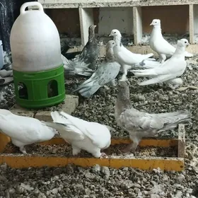голуби