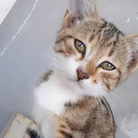 Pişijek