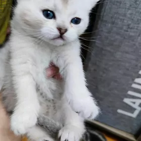 Мальчик серебристая шиншилла