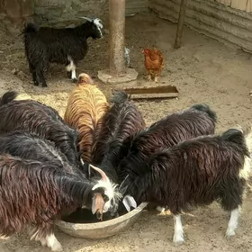 çebiş