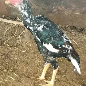 baysow jůje