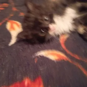котята