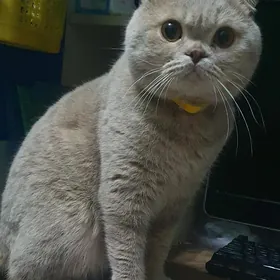 Вислоухий КОТ