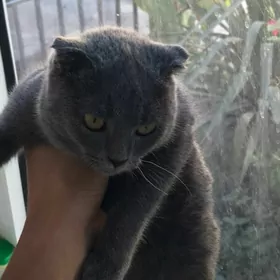 котёнок