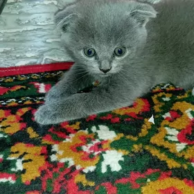 шотландский шолд