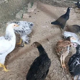 Balgar baysok juje
