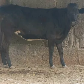 Bogaz tüwe