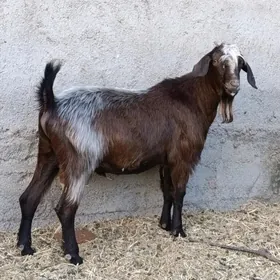 Kelek Teke mitis