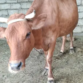 bakymlyk sygyr