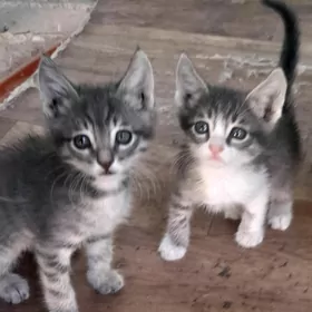котята