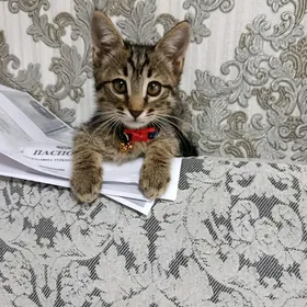 Отдам котенка