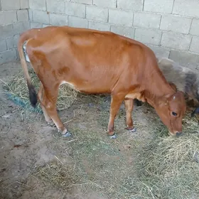 Göle