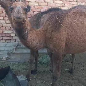 ogşuk