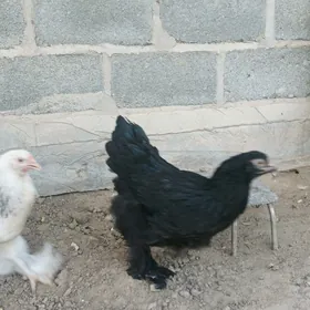 tawuk