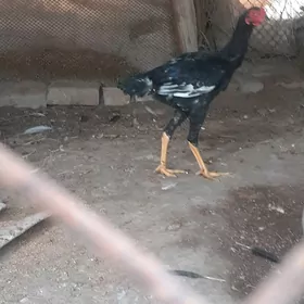 Baýsy horaz