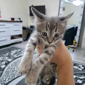 pisik котёнок pishik