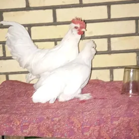 Karlik