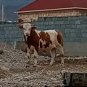 simental semental okuz öküz