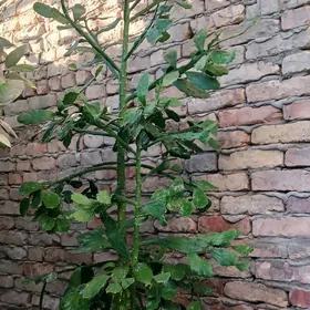 GÜL