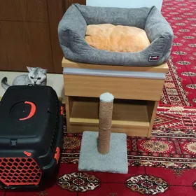 Pishigin zatlary