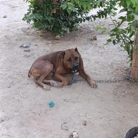 Amerikan Pitbull 