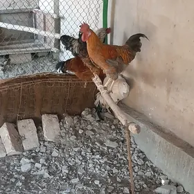 HORAZLAR